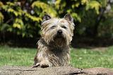 CAIRN TERRIER 354